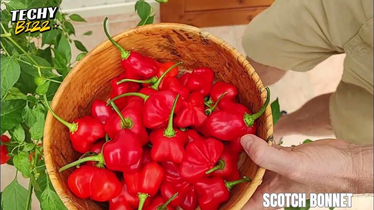 Scotch Bonnet
