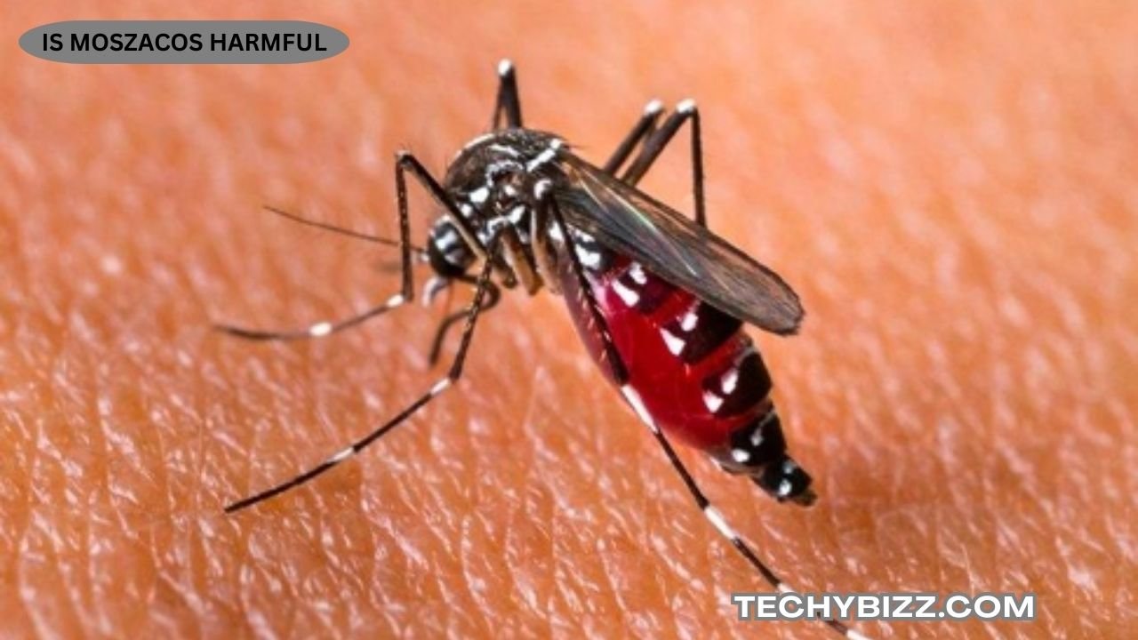 Is Moszacos Harmful