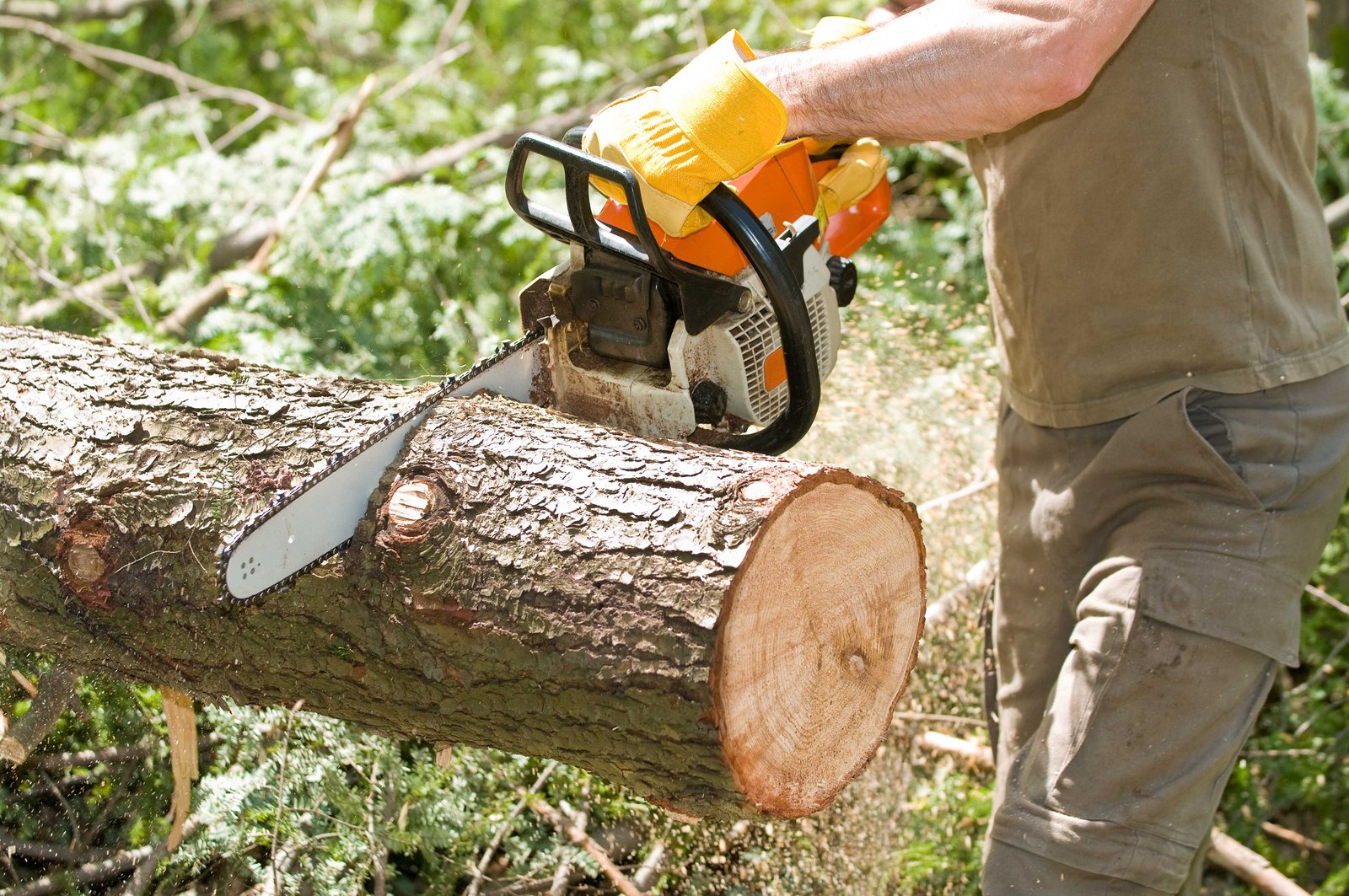 Hands of logger slicing tree with chainsaw