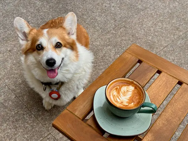 Corgi Café Singapore